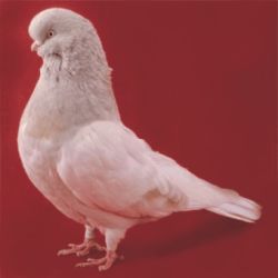 ANGIELSKI REDNIODZIOBY2